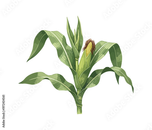 Corn plant illustration isolated on black background