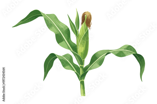 Corn plant isolated on black background