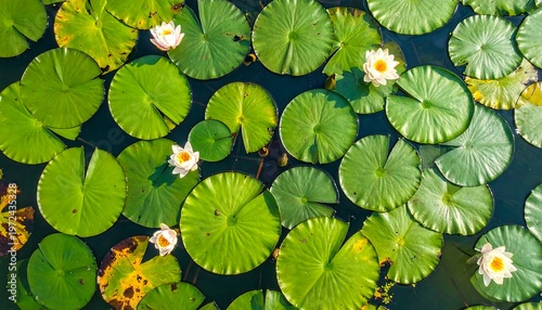 Vibrant Lily Pads and Flowers Floating on Calm Water.