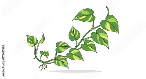 Illustration of a Pothos Vine with Variegated Leaves and Roots