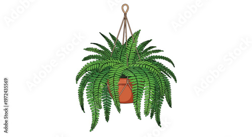 Hanging Boston Fern Plant in Terracotta Pot Isolated on White Background