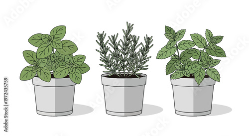 Set of Three Potted Culinary Herbs Including Basil Rosemary and Mint