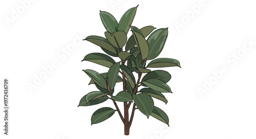 Illustration of a Potted Rubber Plant Isolated on White Background