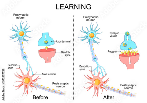 Learning process and Neuroplasticity