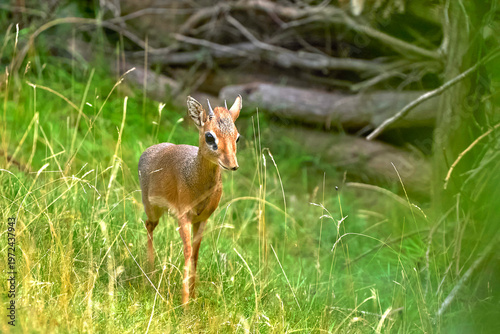 Kirk's dik-dik in the zoo 