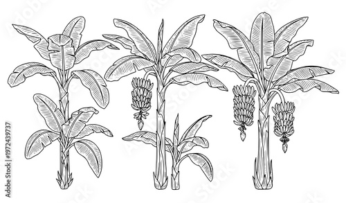 Cuadro en lienzo Outline banana plant musa acuminata line illustration tropical leaf tree botanic