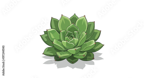 Digital Illustration of a Green Echeveria Succulent Plant