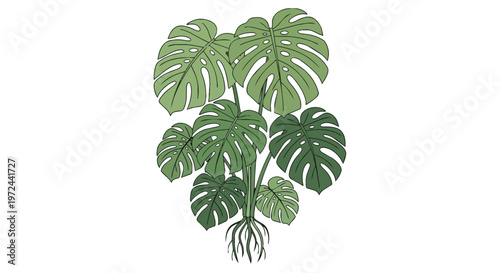 Hand Drawn Monstera Deliciosa Plant Illustration with Roots