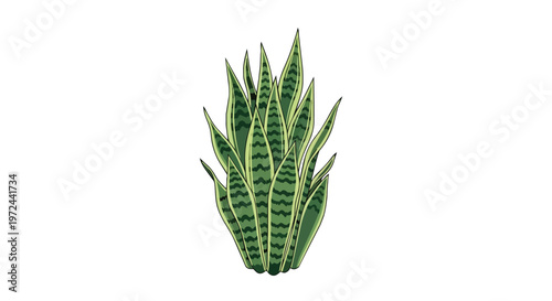Illustration of a Snake Plant Sansevieria Isolated on White Background