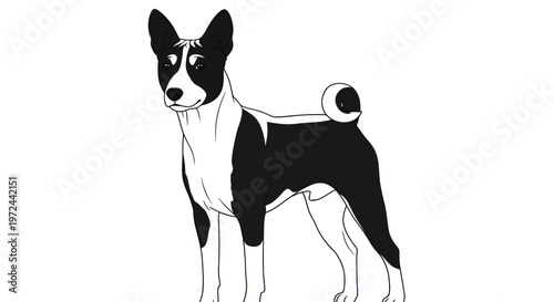 Basenji Dog Standing, Black and White Outline Illustration, Isolated on White