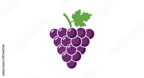Fresh purple grapes isolated on white background for commercial design