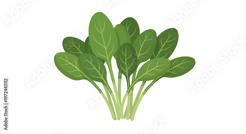 Fresh Spinach: Vibrant green spinach, a symbol of health and vitality, is displayed. showcasing the natural beauty and nutritional value of this leafy green vegetable.