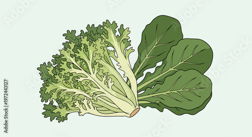 Fresh Greens: A vibrant illustration showcasing the fresh, healthy greens, perfect for culinary and health-related projects.