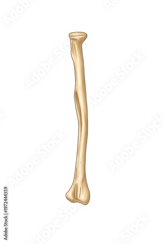 Right Radius Posterior View Anatomical Illustration – Human Forearm Bone 