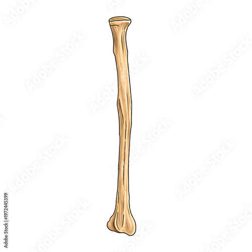 Right Radius Posterior View Artistic - Anatomical Illustration – Human Forearm