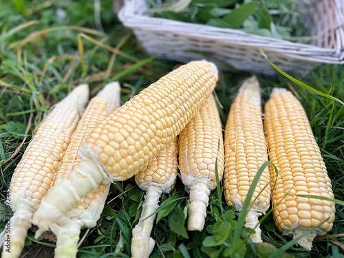 young corn, fresh corn harvested on the plot, harvest from one's own garden
