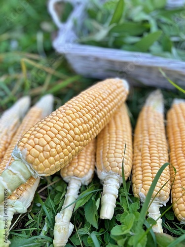 young corn, fresh corn harvested on the plot, harvest from one's own garden