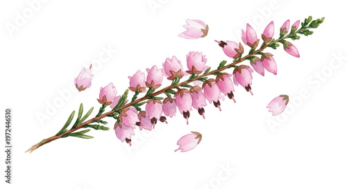 Delicate Pink Heather Branch with Falling Petals  Isolated on a transparent background