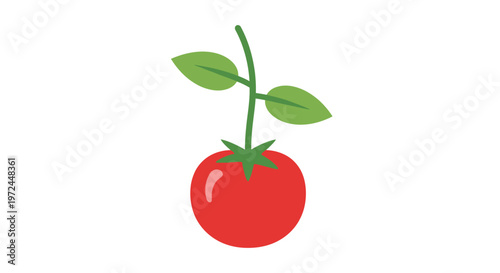 A vibrant illustration of a ripe tomato with fresh leaves, isolated on a white background