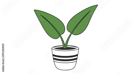 Potted plant with two large green leaves growing in a white pot with black horizontal stripes design.