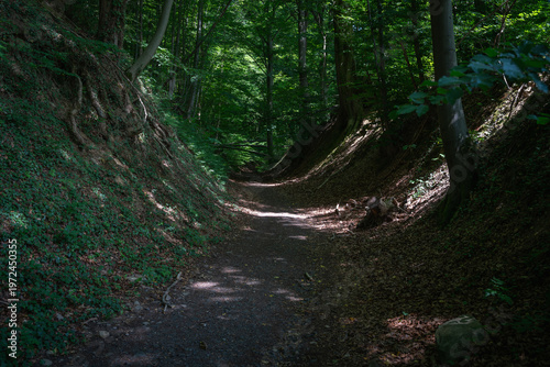 Ein Pfad führt durch einen dunklen Sommerwald.