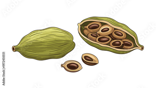 Detailed illustration of green cardamom pods both whole and opened showing the dark seeds inside for spice and cooking concept.