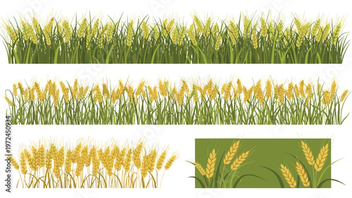 Different styles of wheat and cereal field borders including lush green and mature golden ears for agricultural design.