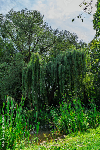 Summer greenery by a pond.