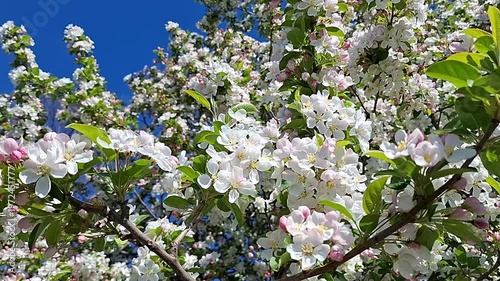 Close-up of an apple tree branch covered with white blossoms, with bees pollinating the flowers, and a gentle breeze against a blue sky. Fresh spring blooms in the garden.