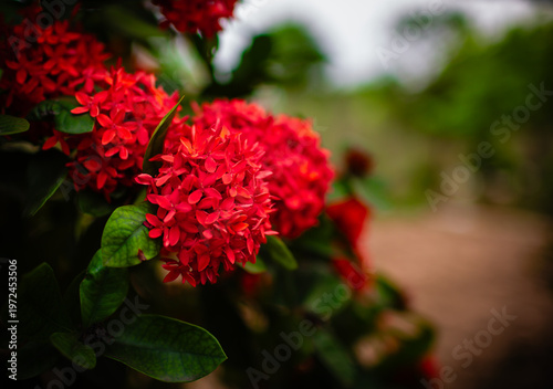 Foto Red Ixora Flower Cluster with Soft Bokeh Background in Tropical Garden