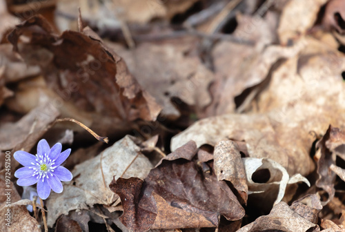 Blue hepatica flower emerging out of forest floor. Sign of Spring.