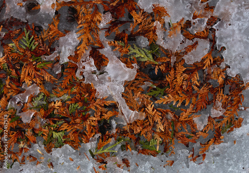 Colorful fallen cedar leaves atop of melting ice in early Spring