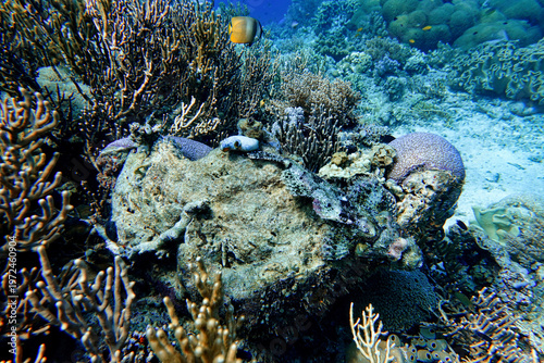 Indonesia, Flores, Maumere – camouflaged scorpionfish resting on a coral reef surrounded by diverse marine life.