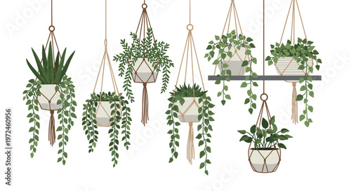 Collection of various indoor plants in decorative pots hanging from macrame holders creates a lush urban jungle vibe.