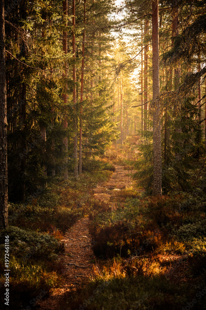 Fototapeta premium Forst path with sun shining through the trees
