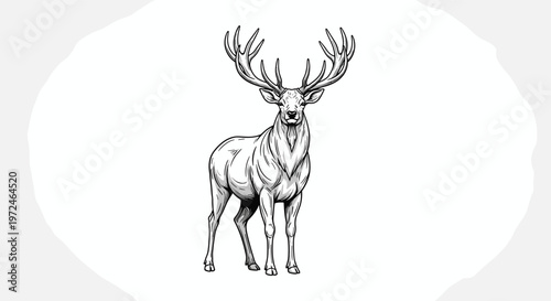Detailed line art drawing of a majestic deer with large antlers standing on a light circular background.