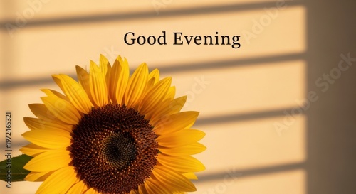 Yellow Sunflower with Good Evening Text and Sunbeams