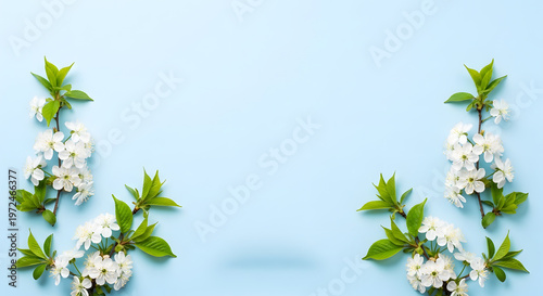 Fresh white cherry blossoms with green leaves on light blue background.