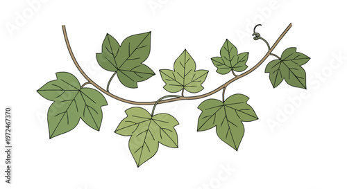 Hand Drawn Illustration of Green Ivy Vine Branch