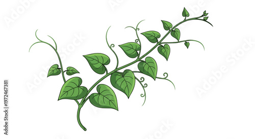 Green Heart Shaped Leafy Vine Illustration on White Background
