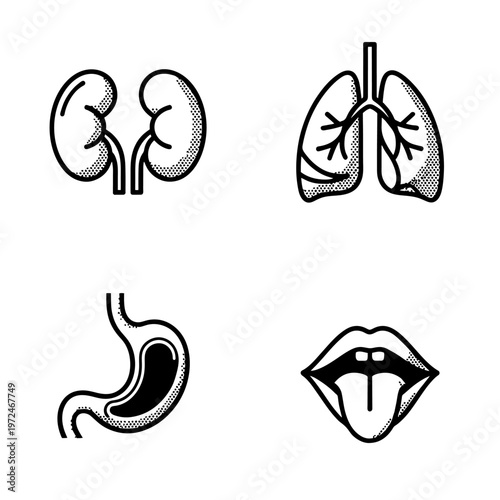 A collection of icons representing various human internal organs like kidneys, lungs, stomach, and the mouth with a tongue. icon Vector illustration