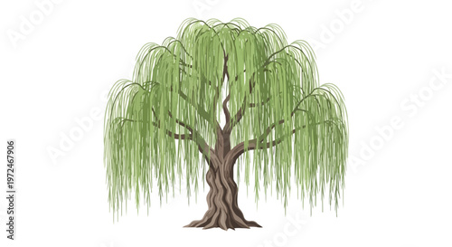 Illustration of a Majestic Weeping Willow Tree Isolated on White Background