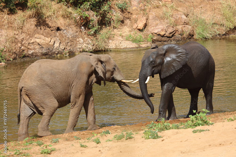 Fototapeta premium Afrikanischer Elefant / African elephant / Loxodonta africana