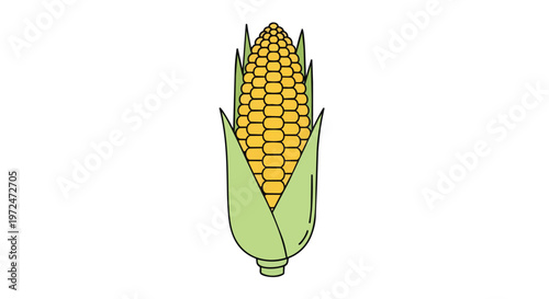 Fresh Sweet Corn Cob Illustration