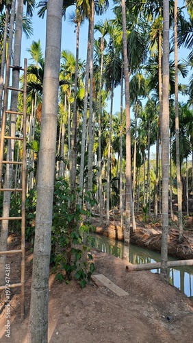 Tableau sur toile Areca nut plantation. Betel Nut Palm or Areca Palm.