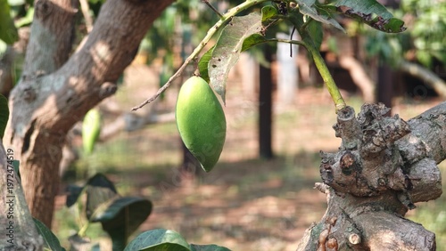 Plantation of mango. Green mango.
