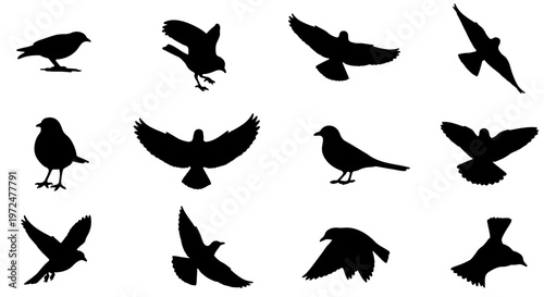 A collection of various birds in different flying positions