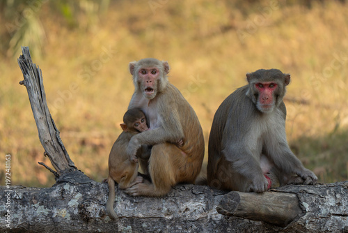 Rhesus macaque family resting on a wood piece in a forest park. Mom, dad, and baby looking in camera with surprised faces
