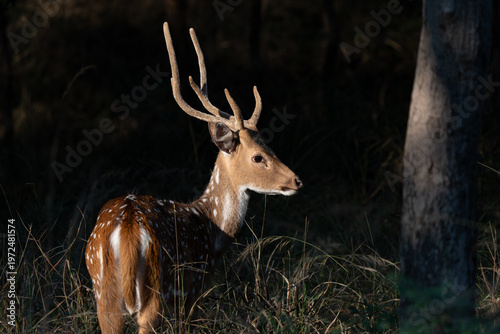 Tableau sur toile Portrait of a male chital in the shadow, also called spotted deer and axis deer,