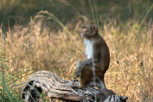 Rhesus macaque young portrait sitting on a wood piece in an Indian park. Human eyes and pose, side view profile
